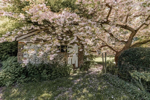 House - Detached Main Photo